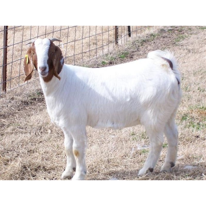KORBAN (GOAT) - Rohingya